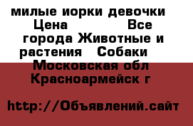 милые иорки девочки › Цена ­ 15 000 - Все города Животные и растения » Собаки   . Московская обл.,Красноармейск г.